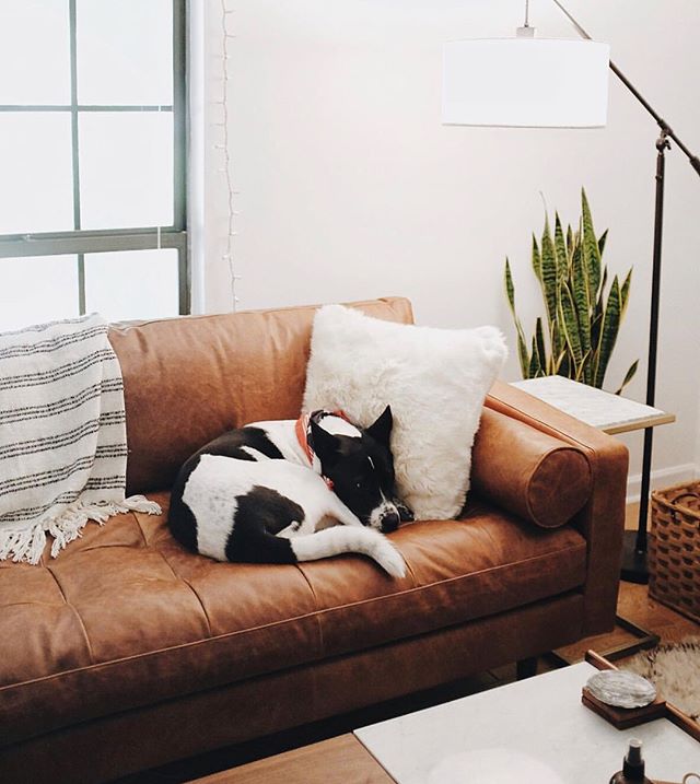 Couch Wars: The Leather vs. Fabric Sofa