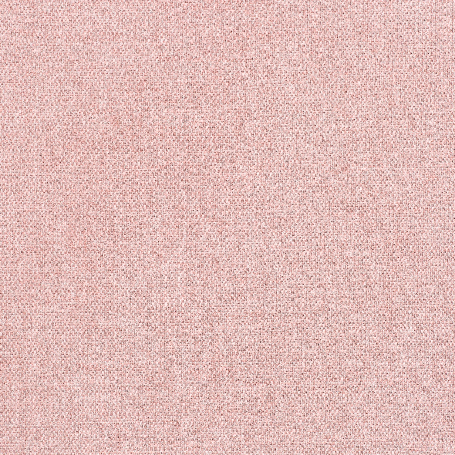 Carnation Pink